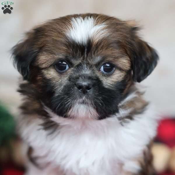 Holly, Shih Tzu Puppy